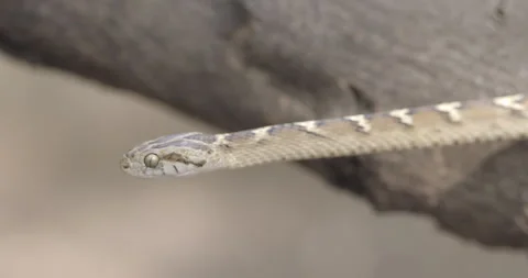 Common Cat Snake extends straight into a strike position with active tongue Stock Footage 330846469