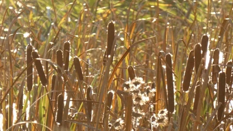 Common cattail stems standing in dense marshland ecosystem habitat with flying Stock Footage 338298152