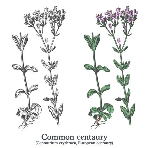 Common centaury. Colorful vector hand drawn plant. Vintage medicinal sketch. Stock Illustration