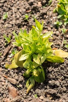 Common centaury or Centaurium Erythraea plant in Zurich in Switzerland Stock Photos