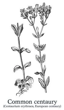 Common centaury. Vector hand drawn plant. Vintage medicinal plant sketch. Stock Illustration