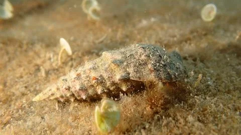 Common cerith (Thericium vulgatum) shell with a hermit crab undersea Stock Photos