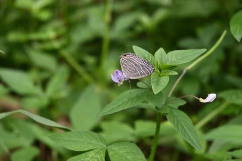 A common cerulean butterfly snatching nectar from a small purple flower Stock Photos