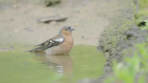 Common chaffinch bird bathing Stock Footage 344279158