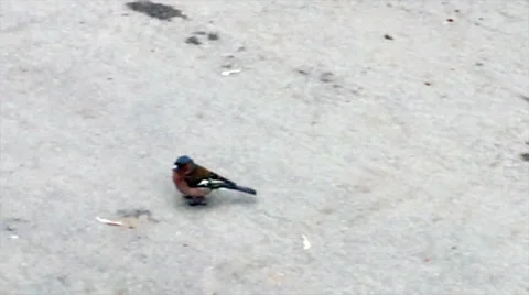 Common chaffinch bird hopping on the pavement Stock Footage 66697133