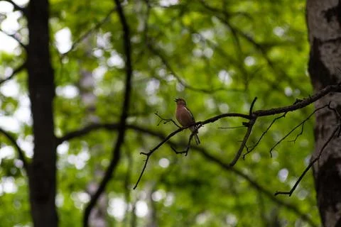 A Common Chaffinch bird perched on a bare tree branch Stock Photos