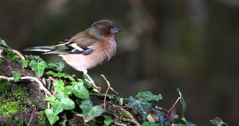 Common Chaffinch bird perched on a tree singing and looking around slow motion Stock Footage 239109817