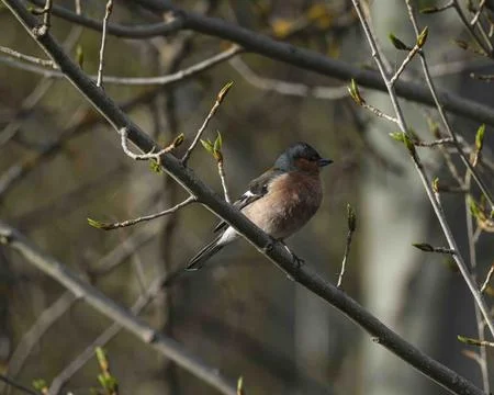 Common chaffinch bird perching on spring tree branch Stock-Fotos