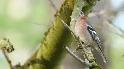 Common chaffinch bird singing and chirping in spring forest Stock Footage 88898165