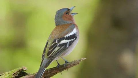 Common chaffinch bird singing in spring forest, bird chirping on branch Stock Footage 88867893