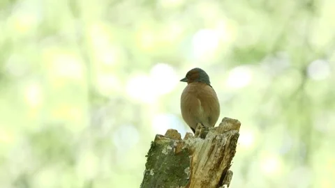 Common Chaffinch bird sitting on a branch and sing ( Fringilla coelebs ) Vidéo 333010981