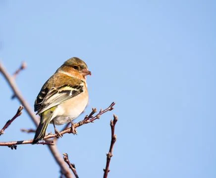 Common chaffinch bird sitting on a tree Stock Photos