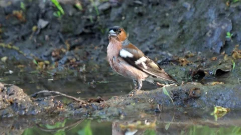The common chaffinch bird taking a bath, Fringilla coelebs Stock Footage 154427270