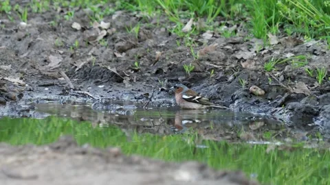 The common chaffinch bird taking a bath, Fringilla coelebs Stock Footage 154622691