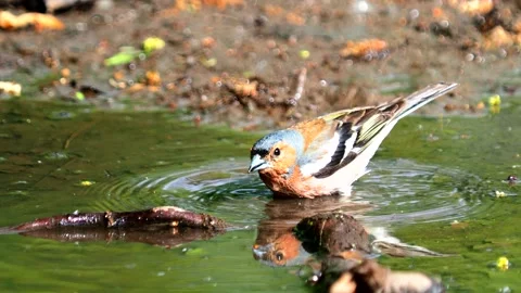 The common chaffinch bird taking a bath, Fringilla coelebs Stock Footage 245314067