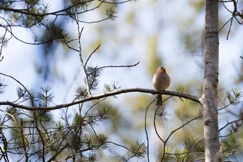 Common Chaffinch Bird in Tree Stock Photos