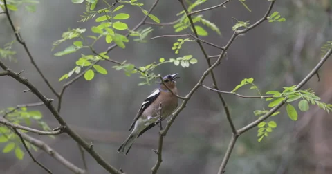 Common Chaffinch close up, 4K Stock Footage 244305798