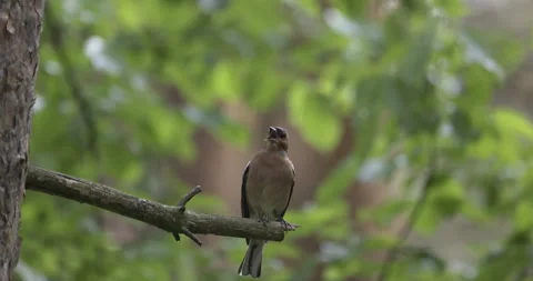 Common Chaffinch close up, 4K slomo Stock Footage 244399488