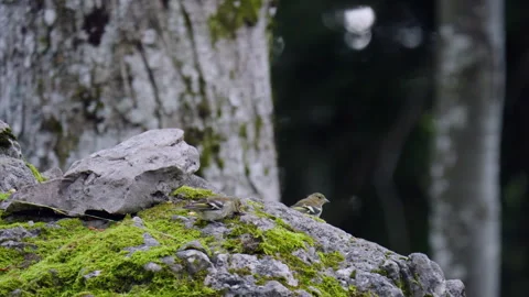 Common Chaffinch Feeding in Forest - Croatia Stock Footage 341704641