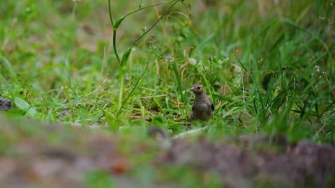 Common Chaffinch Feeding On Grassy Forest Ground Stock Footage 341663514
