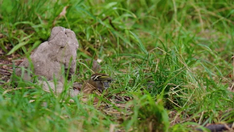 Common Chaffinch Feeding On Grassy Ground In Forest Stock Footage 341662917