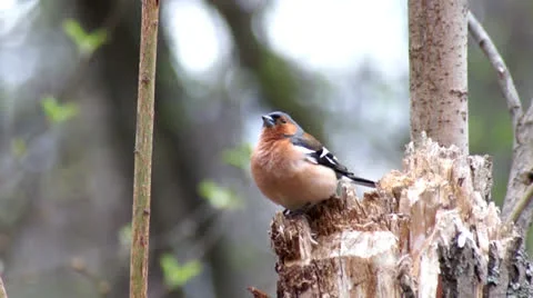 Common Chaffinch Video stock 22674323