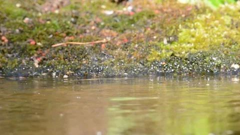 (common) chaffinch Video stock 76359815