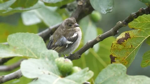 Common Chaffinch Stock-Footage 332734384