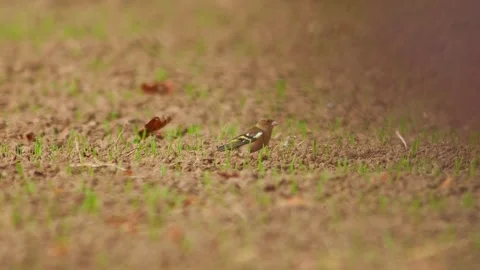 Common Chaffinch Foraging in Agricultural Landscape at Sunset, Autumn Wildl.. Stock Footage 340028853