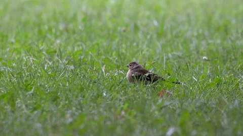 Common Chaffinch Foraging and Taking Flight in Rain - 4K Wildlife Slow Motion Stock Footage 336693620