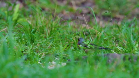 Common Chaffinch Foraging in Forest - Croatia Stock Footage 341703594
