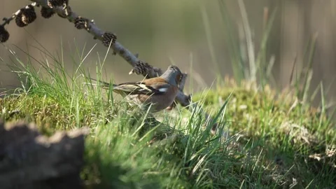 Common chaffinch foraging in green mossy grass environment in sunny woodlan.. Stock Footage 337807555