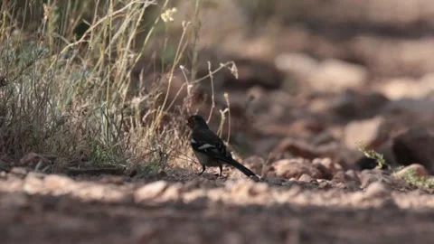 Common Chaffinch Foraging on a Rural Dirt Road Stock Footage 338060852