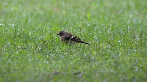 Common Chaffinch Foraging in Wet Grass - 4K Wildlife Slow Motion Shot Stock Footage 336693820
