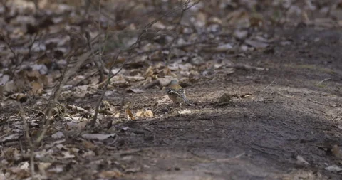 Common Chaffinch in the Forest, 4K slomo Stock Footage 194018817