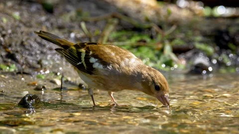 Common chaffinch (Fringilla coelebs) bathing Stock-Footage 102143402