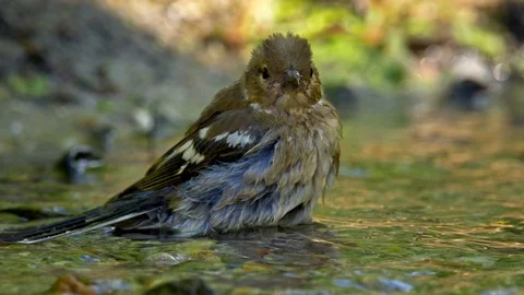 Common chaffinch (Fringilla coelebs) bathing Stock-Footage 102143418