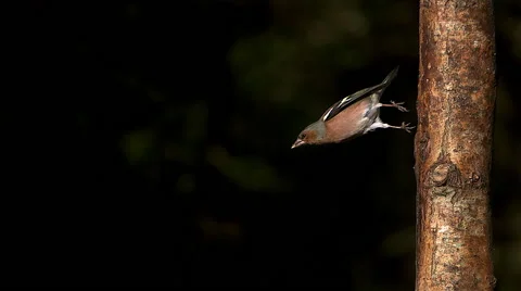 Common Chaffinch, fringilla coelebs, Male standing on Tree Trunk, Taking off Stock Footage
