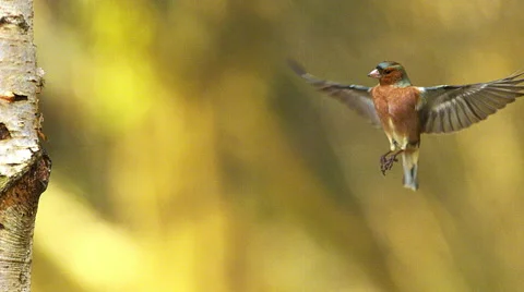 Common Chaffinch, fringilla coelebs, Male in Flight, Flapping Wings near Tree Stock Footage