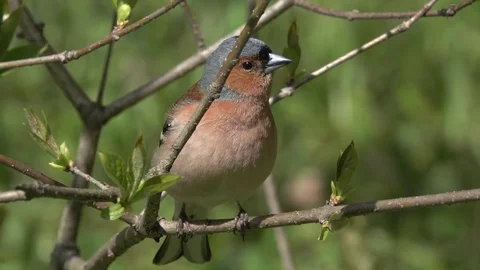Common chaffinch (Fringilla coelebs) is sitting on a branch close-up Stock Footage