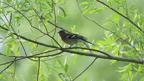 Common Chaffinch Hopping and Singing on Tree Branch - 4K Slow Motion Wildlife Vídeos de archivo 335258549