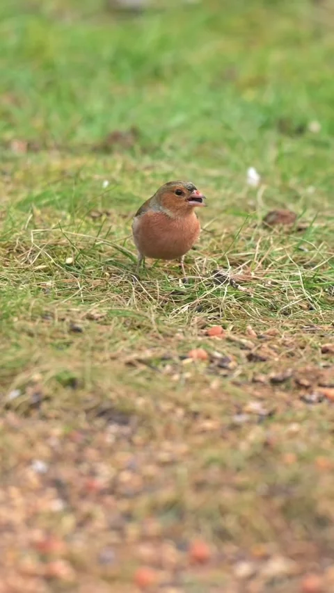 Common chaffinch hopping on grass searching for food recorded in slow motio.. Stock Footage 330053856