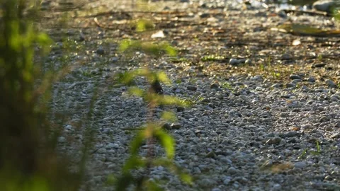 Common Chaffinch Hopping on Pebble Shore in 4K Slow Motion Nature Footage Stock Footage 337718883