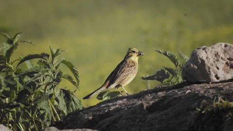 Common chaffinch jumping on rocks close up copy text space slow motion. Macro Stock Footage 134805689