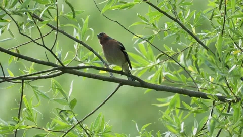 Common Chaffinch Looking Around and Singing on Branch - 4K Slow Motion Stockbeeldmateriaal 335258529