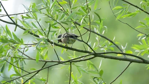 Common Chaffinch Moving Between Branches - 4K Slow Motion Wildlife B-Roll Vídeos de archivo 335258693