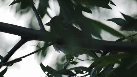 Common Chaffinch Perched and Preening Behind Leaves in Forest Canopy Stock Footage 336981874