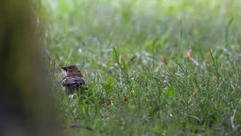 Common Chaffinch Perched and Taking Flight in Rain - 4K Wildlife Slow Motion Video stock 336693179