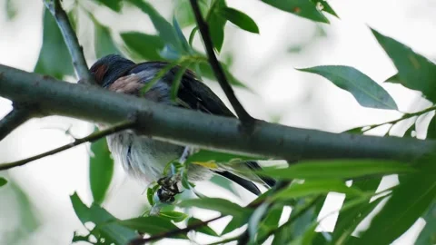 Common Chaffinch Perched in Green Tree Canopy Before Flying Away Stock Footage 336982041