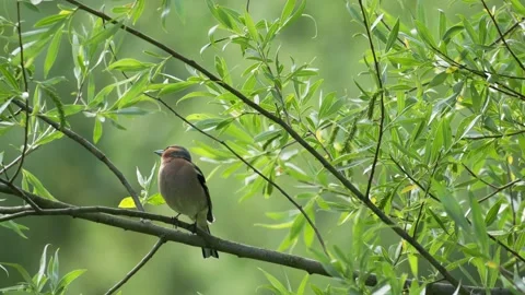 Common Chaffinch Perched on Leafy Branch - 4K Slow Motion Wildlife B-Roll Vídeos de archivo 335258583